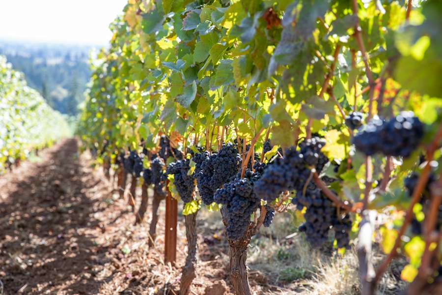 Racimos de uva madura en un viñedo de Parras