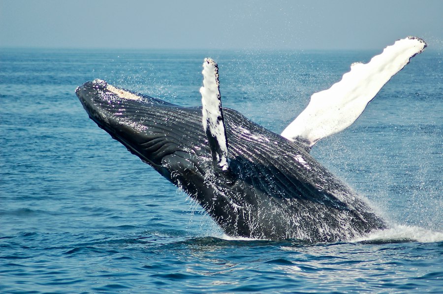 Ballena jorobada saltando
