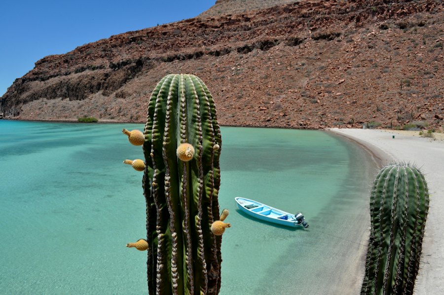 Cactus junto al mar de Baja California